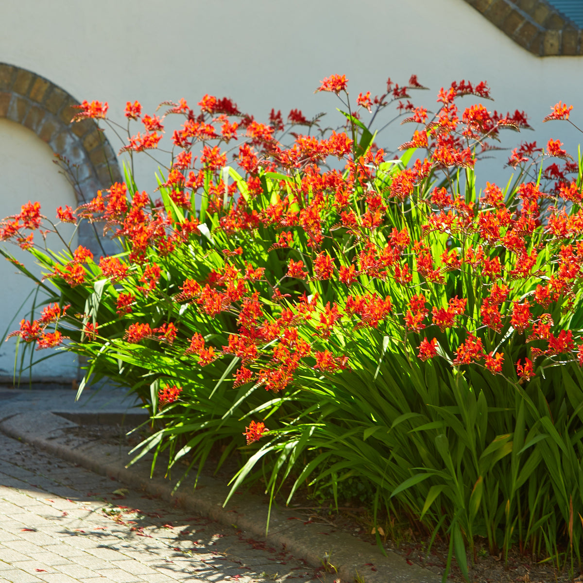 Vente 15 Crocosmias rouges