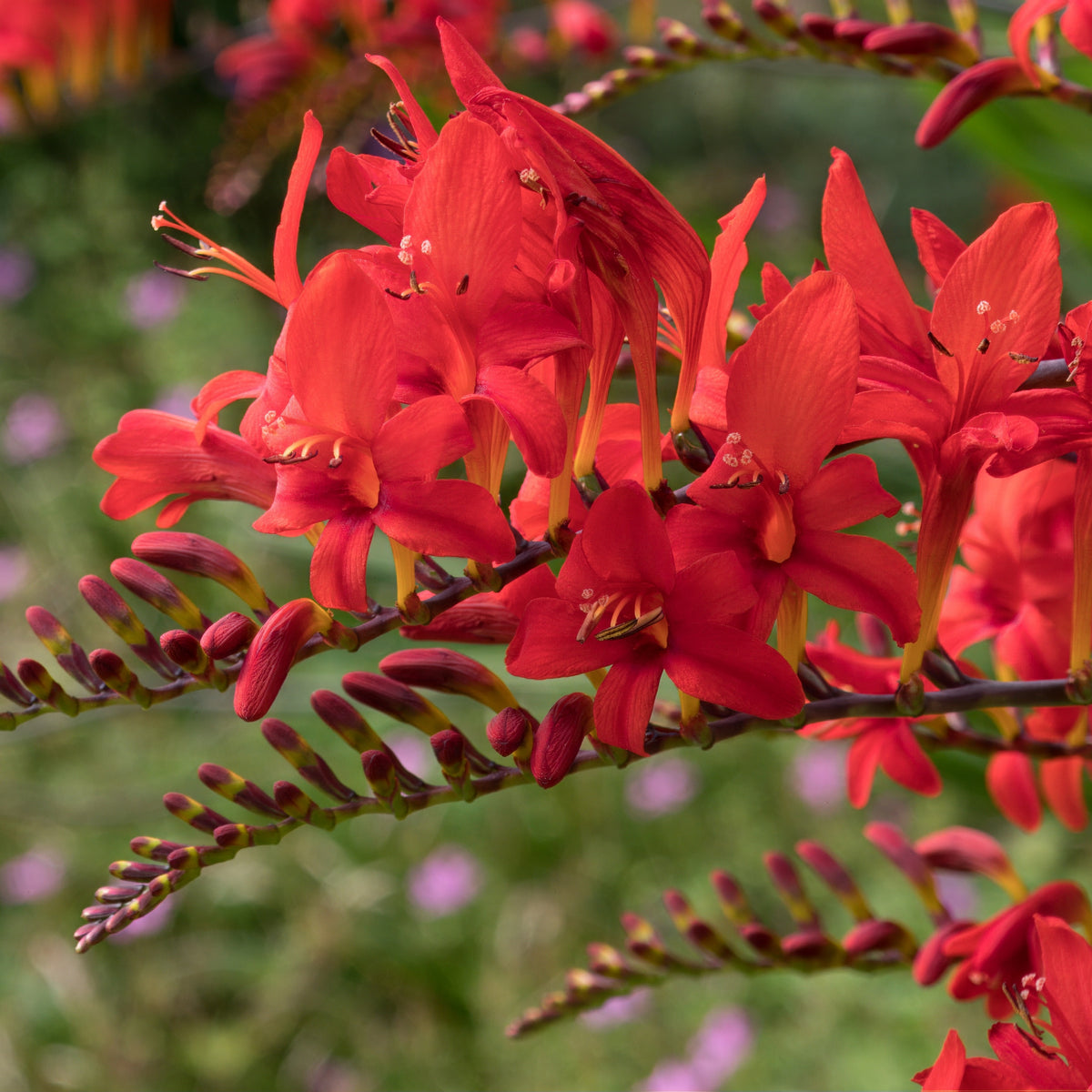 Crocosmia - 15 Crocosmias rouges - Crocosmia red