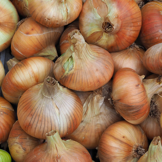 Oignon 'Stuttgarter Riesen' - Bakker