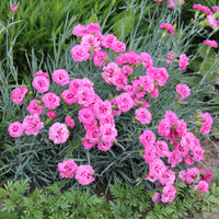 2 Œillets nains roses Fortuna - Dianthus plumarius roseus - Bakker