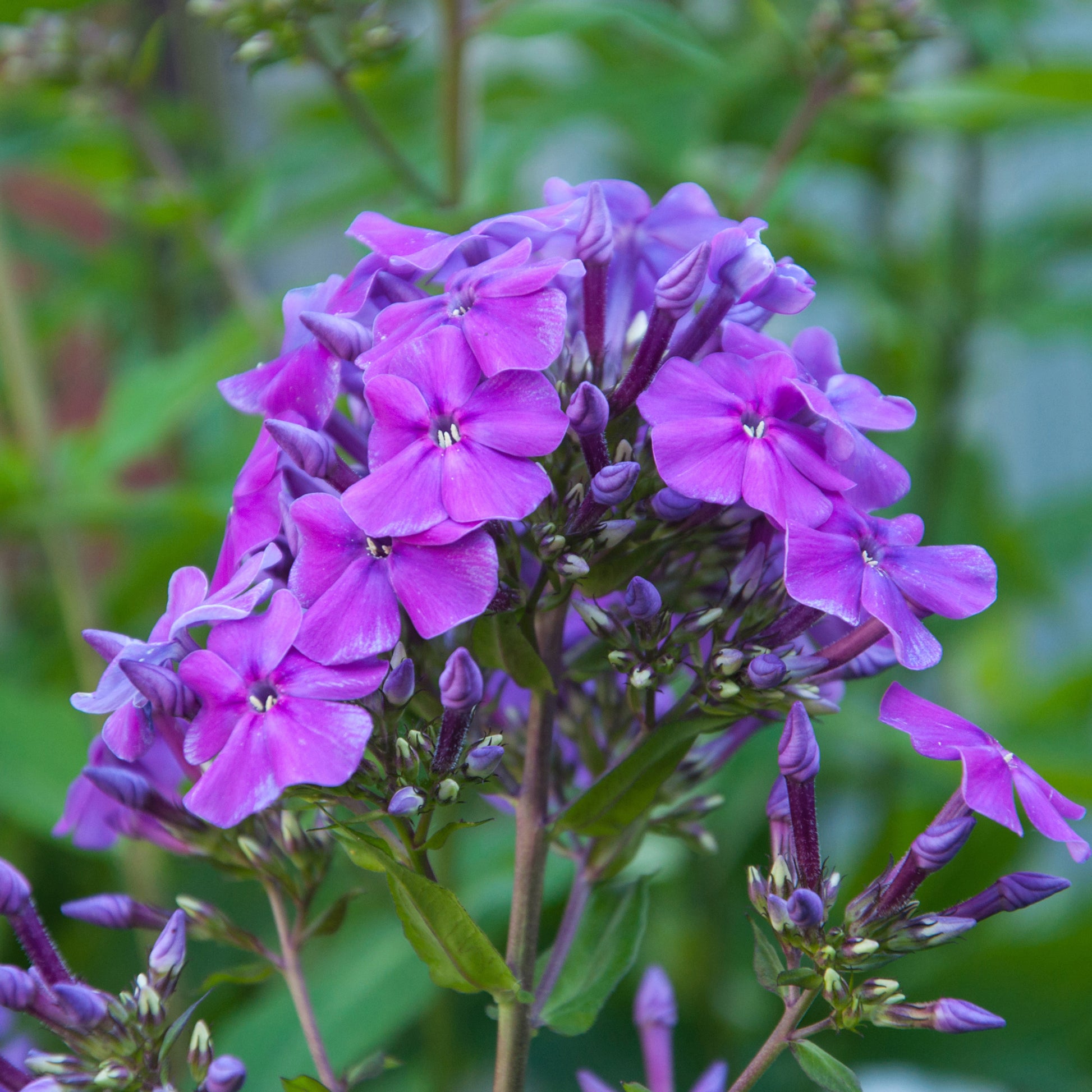 Phlox paniculata Amethyst - Bakker