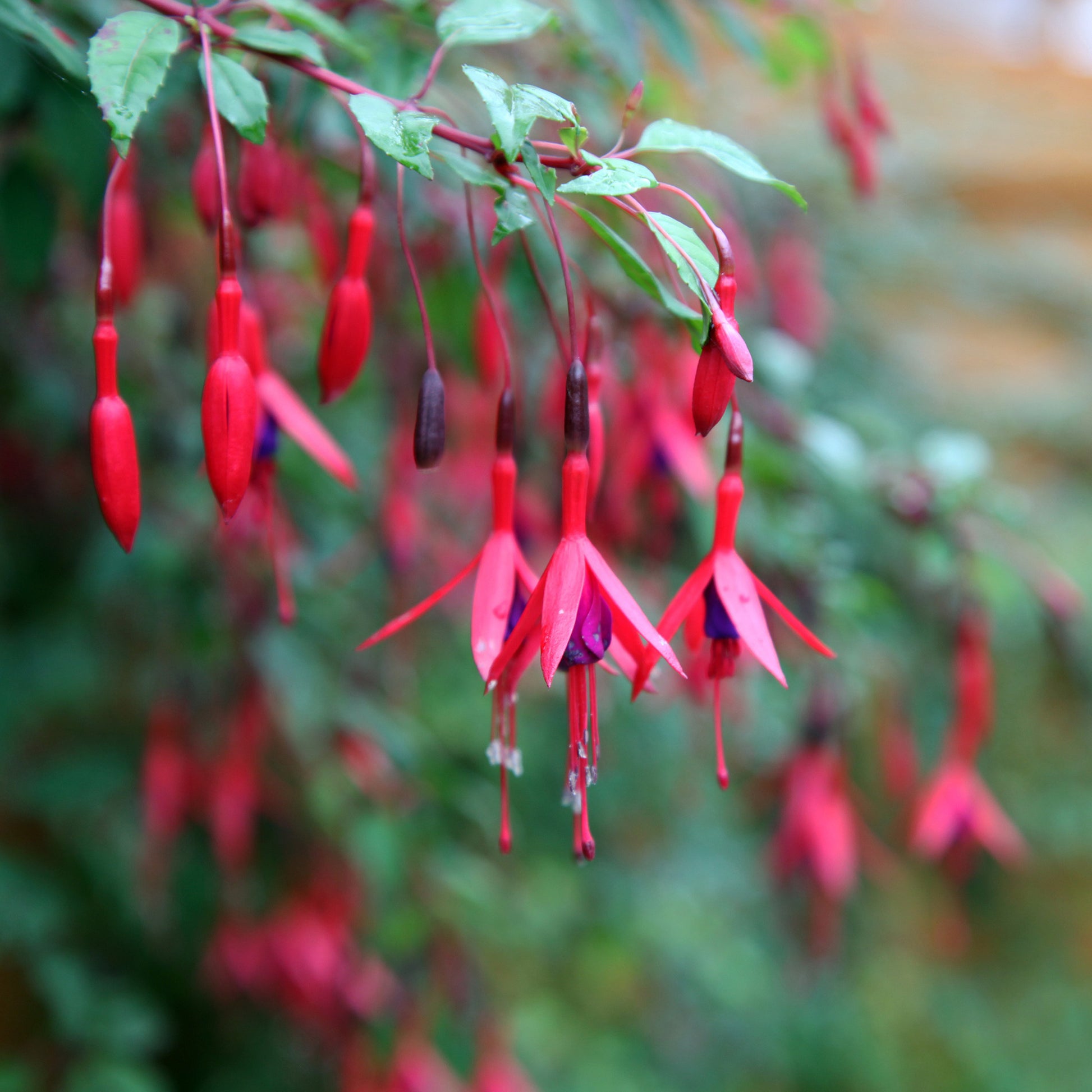 Fuchsias rustiques en mélange - Bakker.com | France