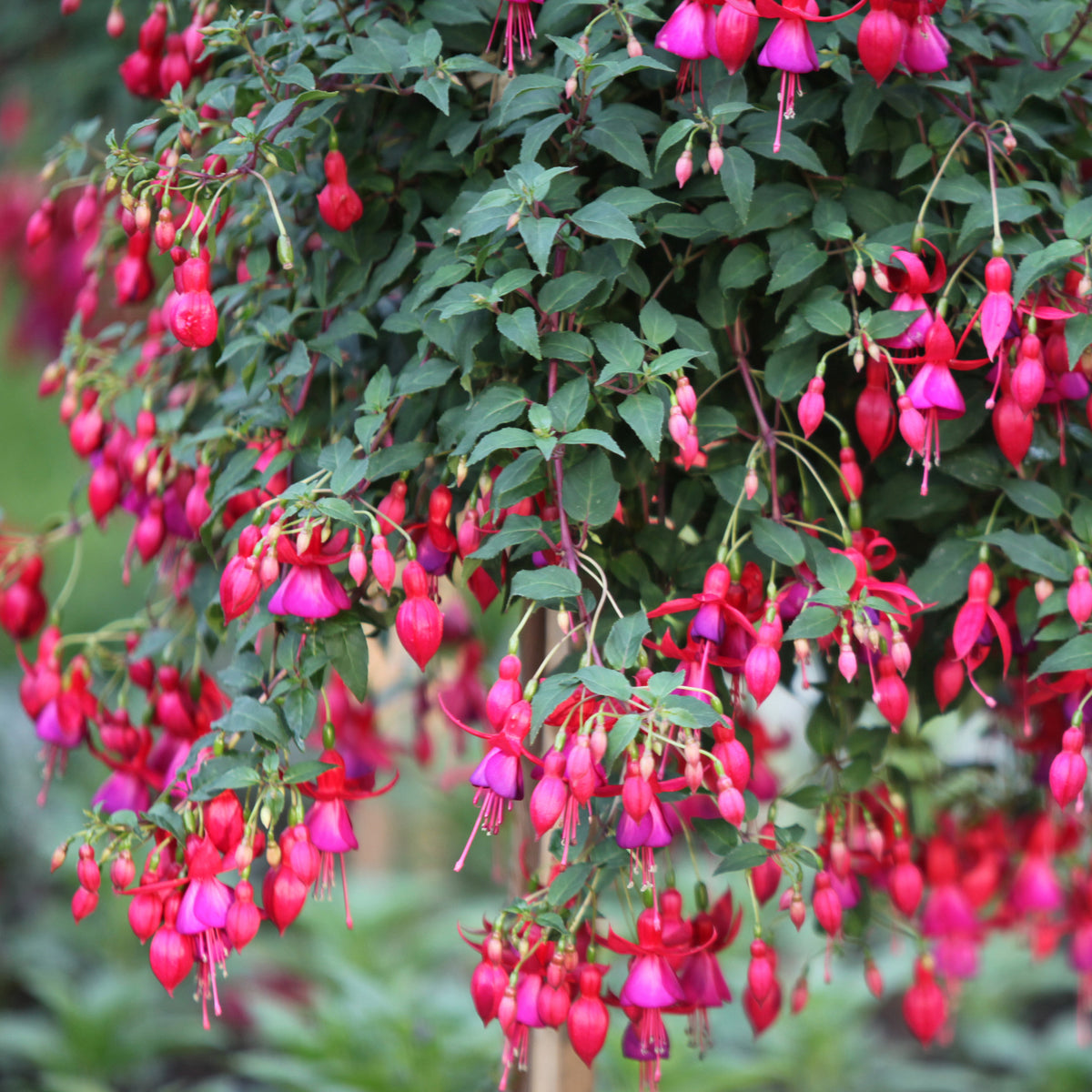 3 Fuchsias résistants au gel Brilliant - Fuchsia brilliant - Bakker