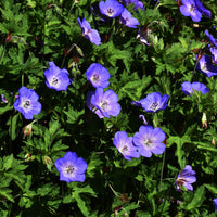 Géranium vivace bleu de l'Himalaya - Géraniums - Bakker
