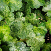 Heuchera hercules - 3 Heuchères hybride Hercules ® - Heuchère