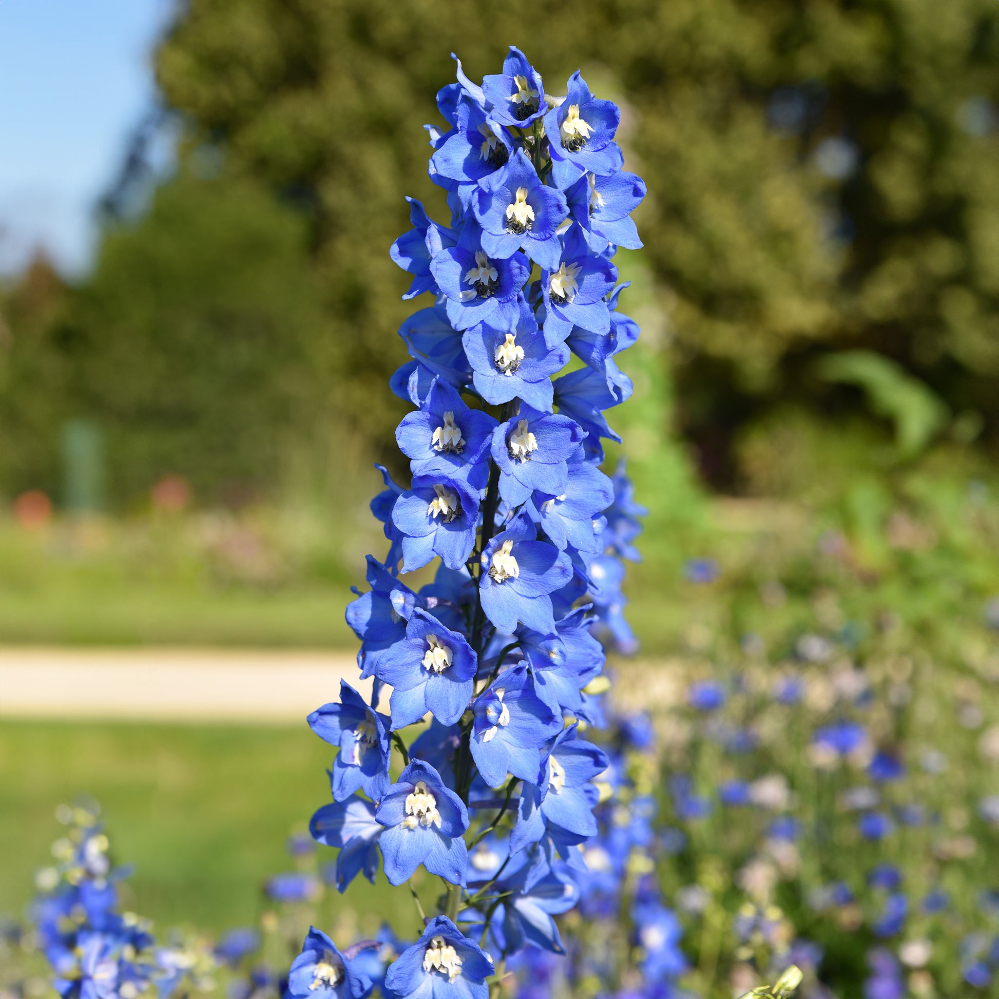 5 Delphiniums Ciel Bleu - Bakker.com | France