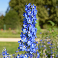 Plantes à fleurs - Collection de delphiniums et tritomas - Delphinium Sky Blue, Kniphofia Sunningdale Gold