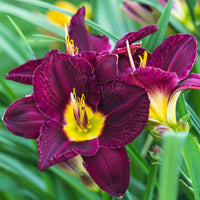 5 Lis perpétuels en mélange - Hemerocallis - Bakker