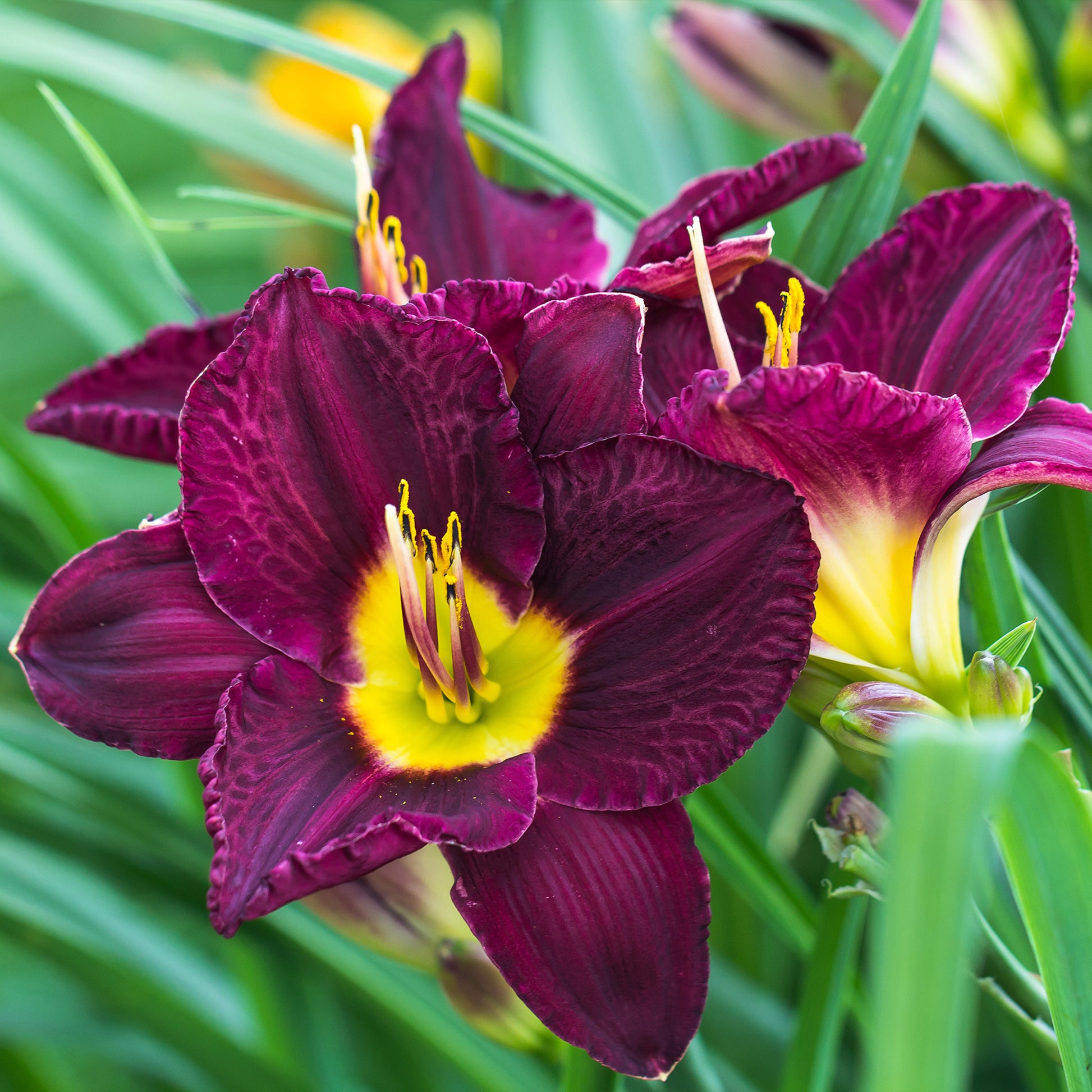 5 Lis perpétuels en mélange - Hemerocallis - Plantes d'extérieur