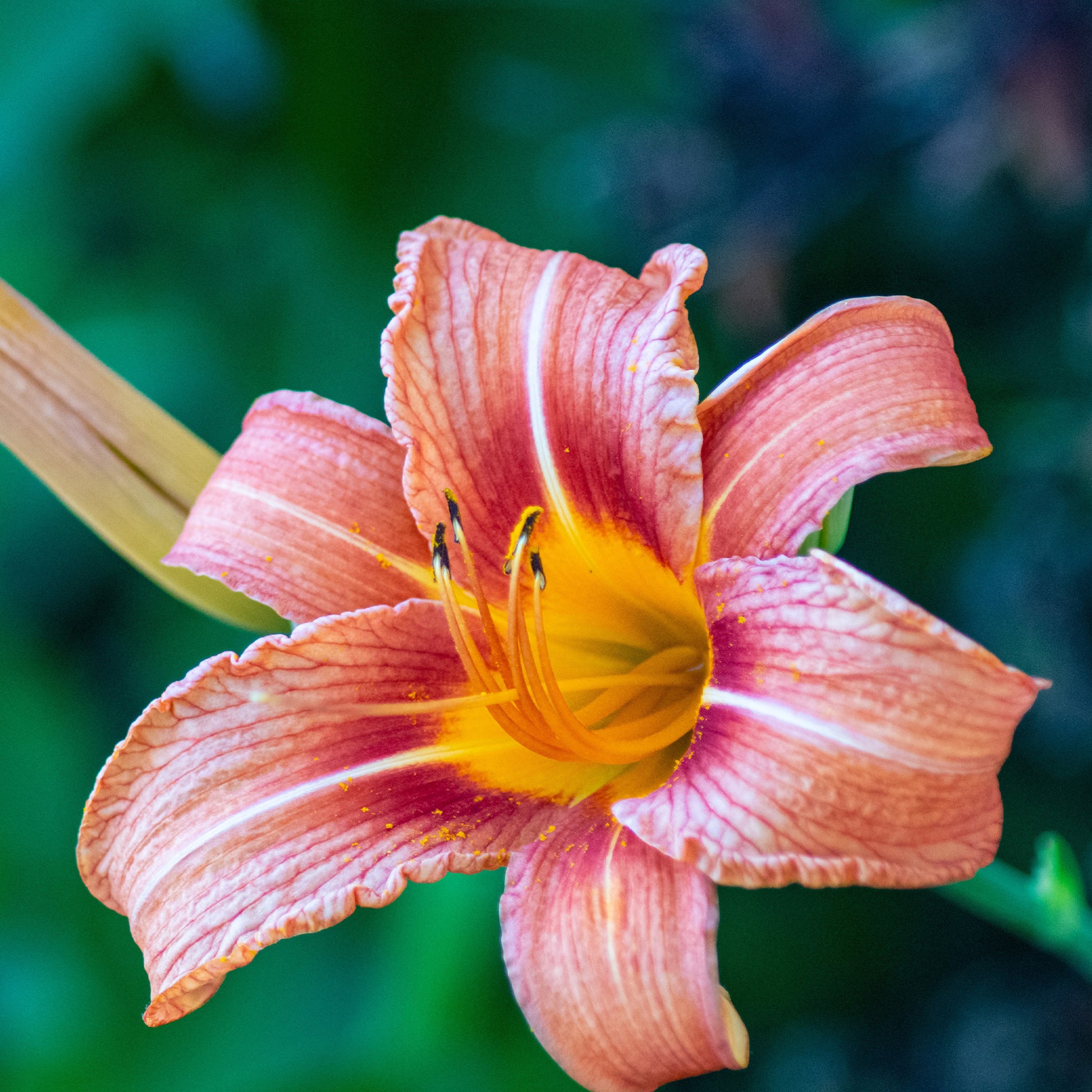 5 Lis perpétuels en mélange - Hemerocallis