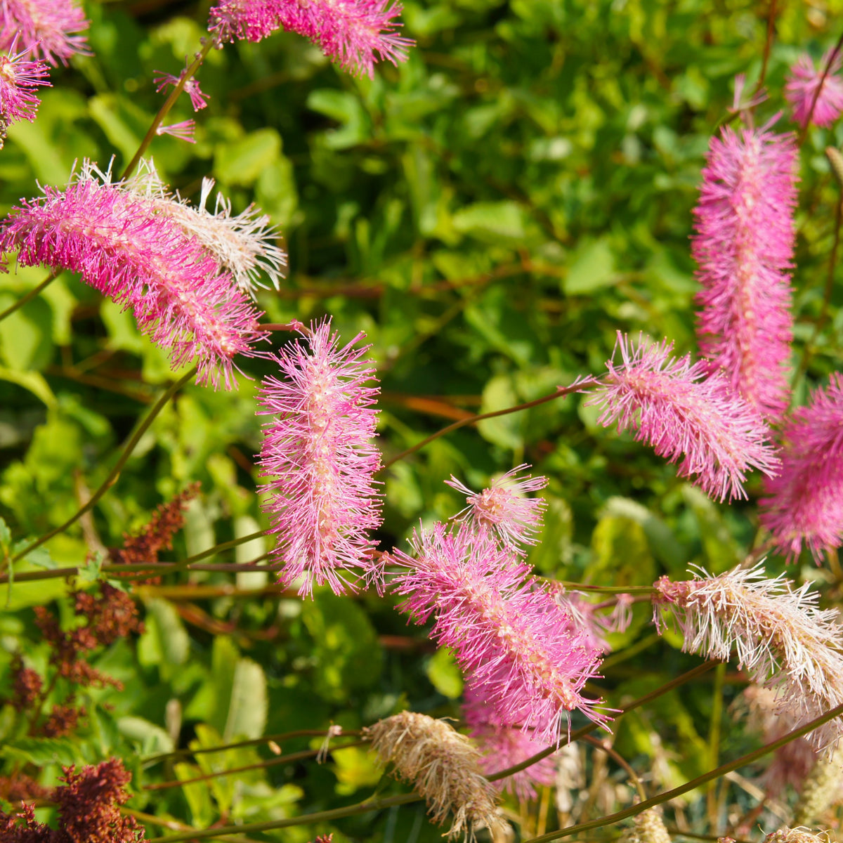 Pimprenelle - Collection de Pimprenelles et de Veroniques - Sanguisorba obtusa, Veronicastrum virginicum Cupid