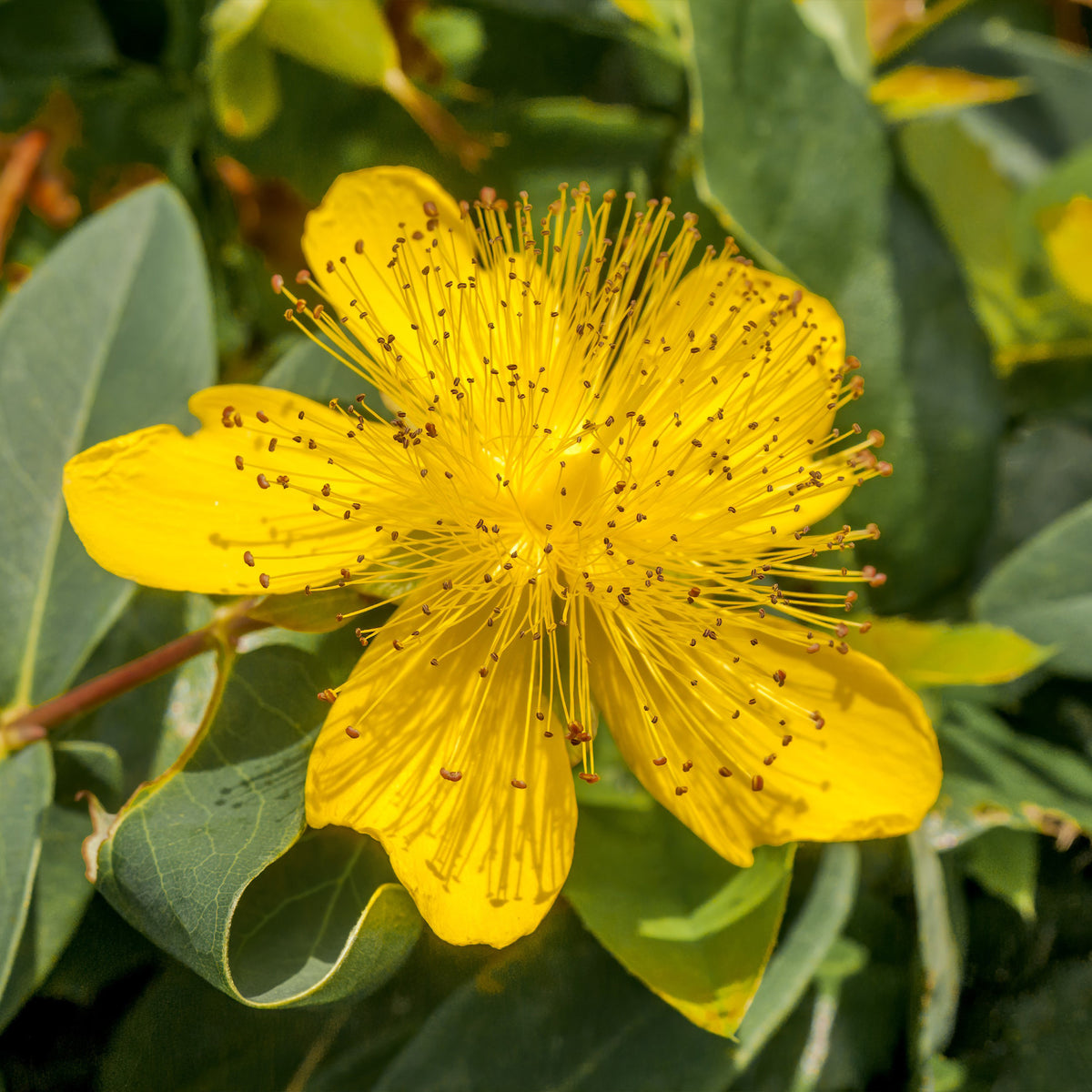 5 Millepertuis - Hypericum calycinum - Bakker