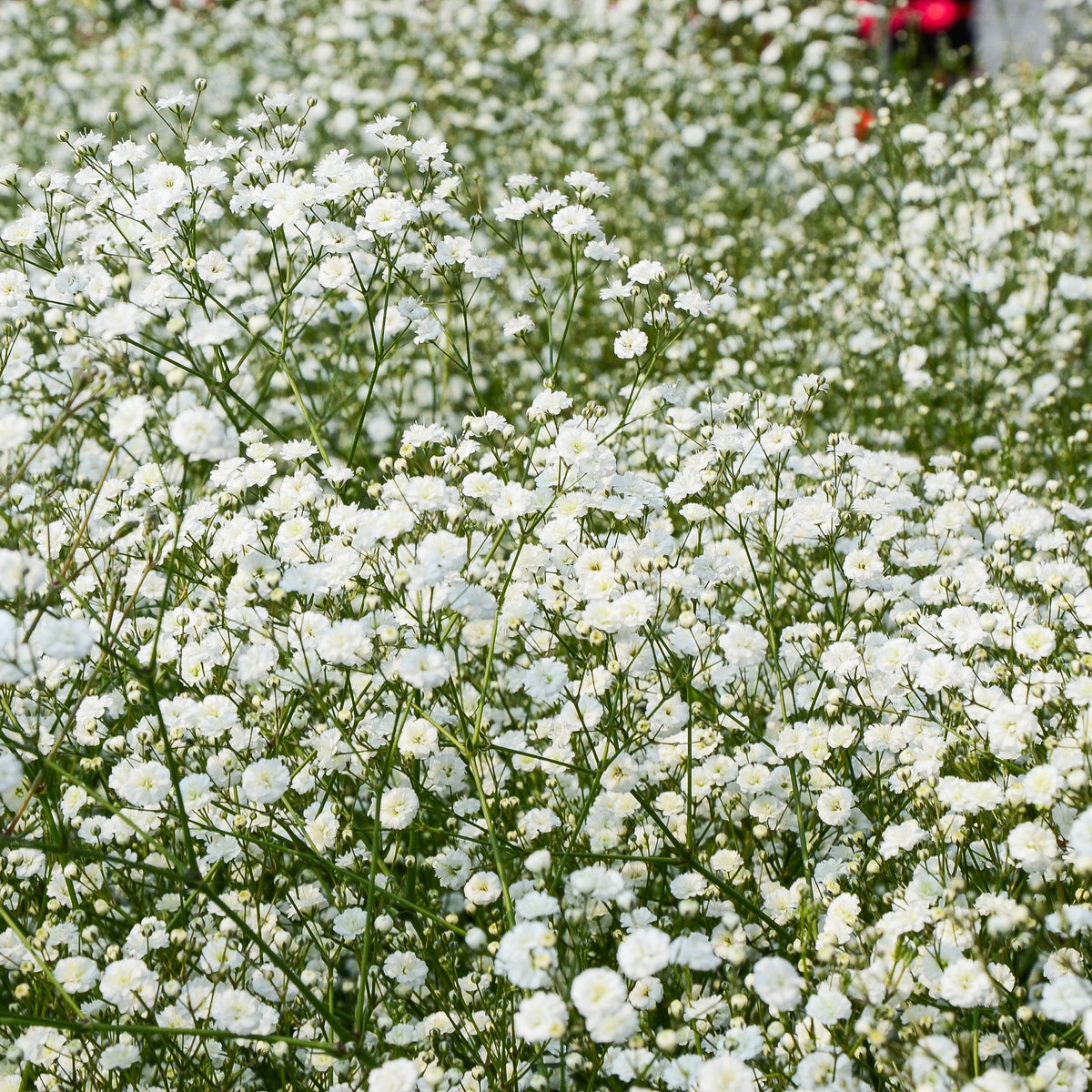 Gypsophila paniculata - 3 Gypsophiles blanche - Gypsophile