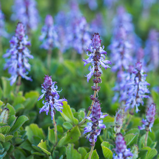 3 Terreurs des chats - Bakker