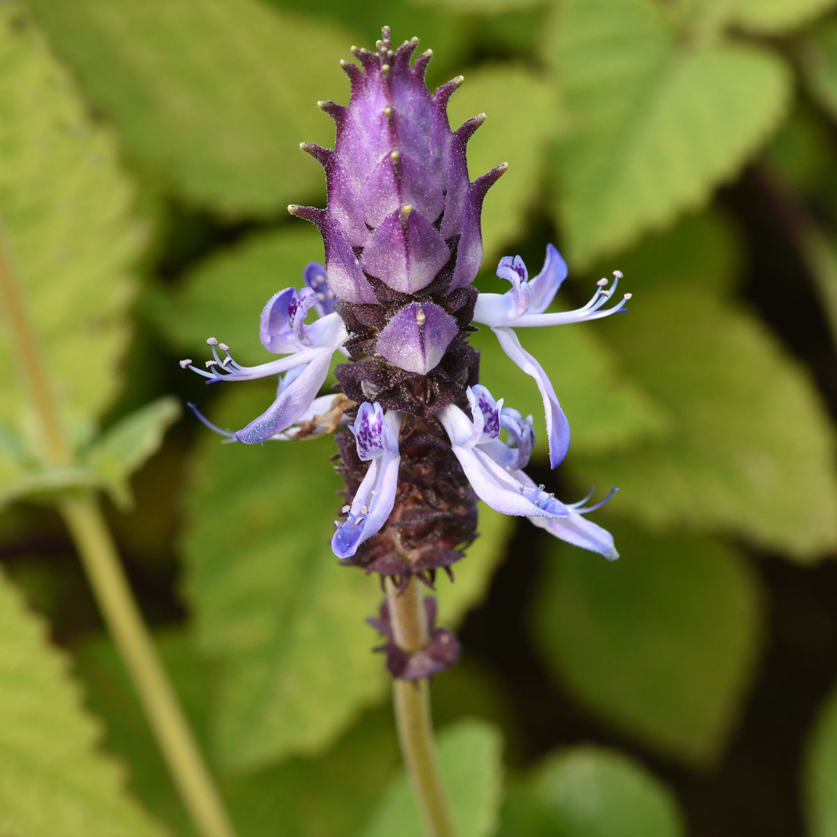 3 Terreurs des chats - Coleus canina - Bakker