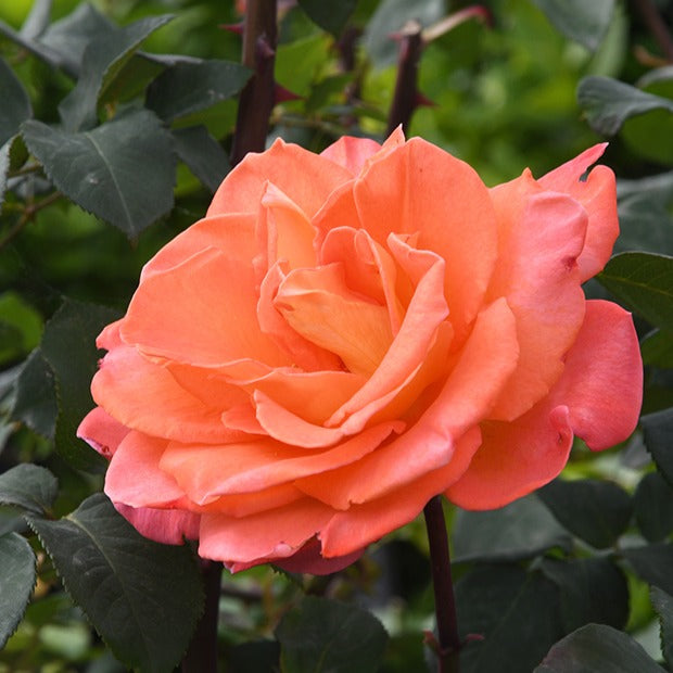 Rosiers grimpants - Rosier grimpant Métanoïa - Rosa metanoia