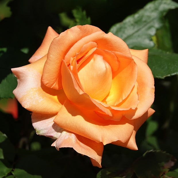 Rosier grimpant Métanoïa - Rosa metanoia - Bakker