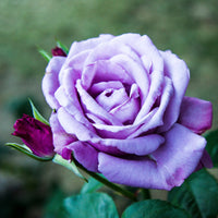 Bakker - Rosier buisson violet - Rosa