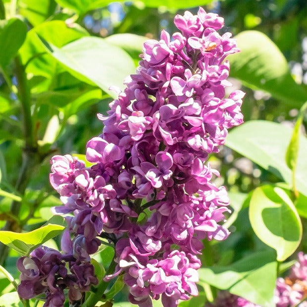 Arbustes fleuris - Collection de 4 Lilas doubles : bleu, rouge, lilas, blanc - Syringa vulgaris