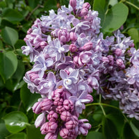 Lilas double bleu - Syringa vulgaris Katherine Havemeyer - Arbustes fleuris
