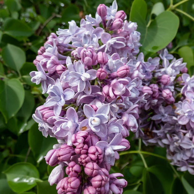 Syringa vulgaris - Collection de 4 Lilas doubles : bleu, rouge, lilas, blanc - Arbustes fleuris