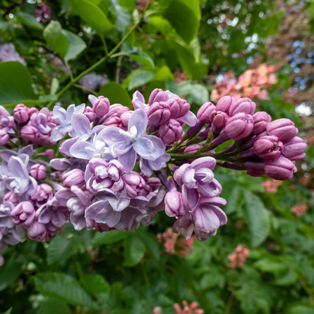 Lilas double bleu - Syringa vulgaris Katherine Havemeyer - Bakker