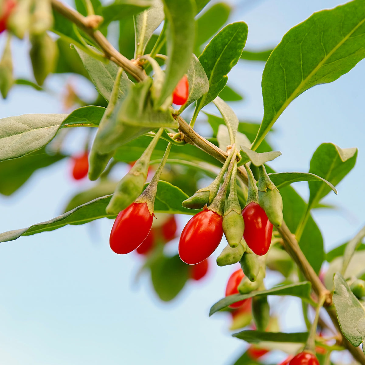 Vaccinium corymbosum, lycium barbarum, vaccinum macrocarpon, schisandra chinensis - Collection d'arbustes à fruits vitaminés - Haies fruitières