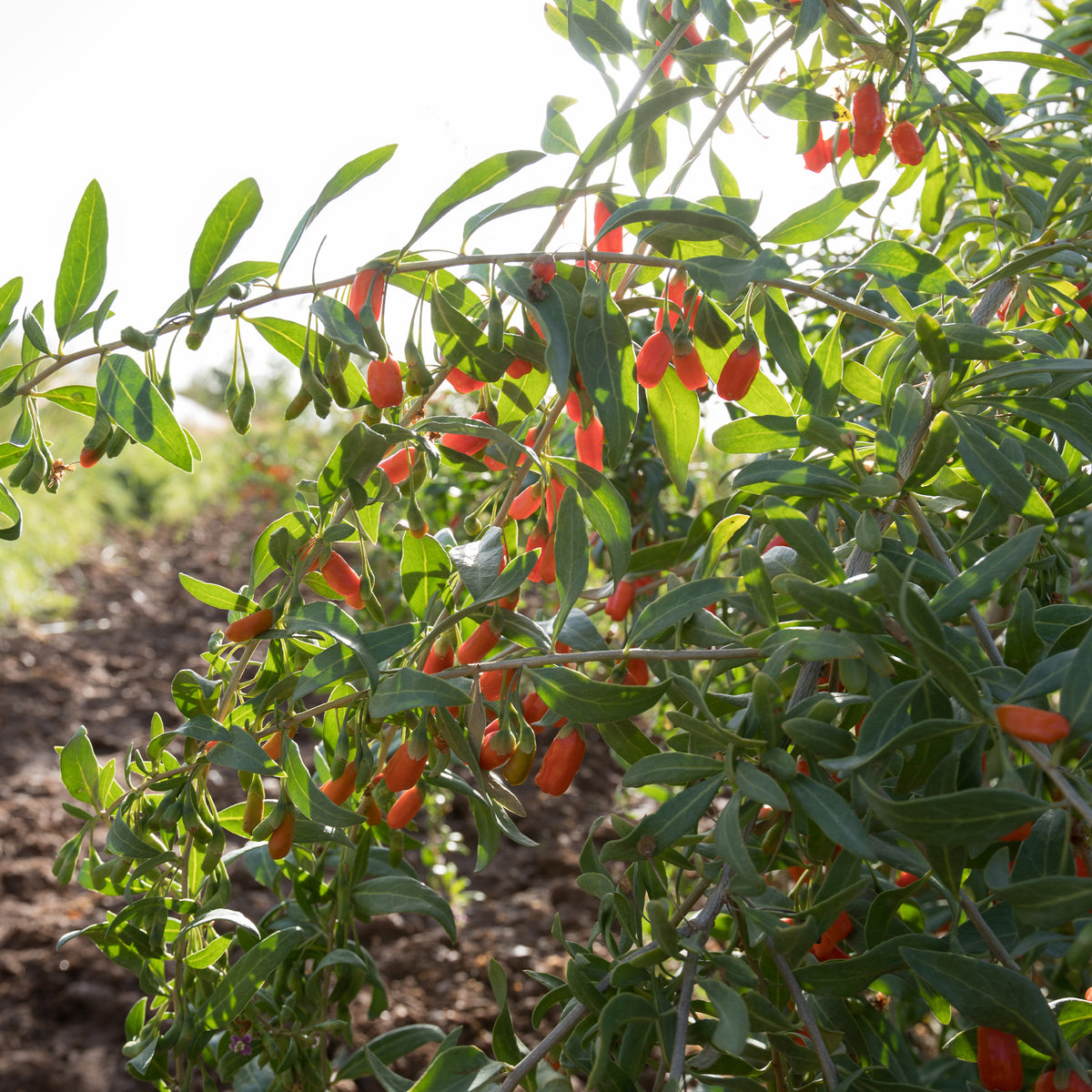 Goji - Lycium barbarum - Bakker