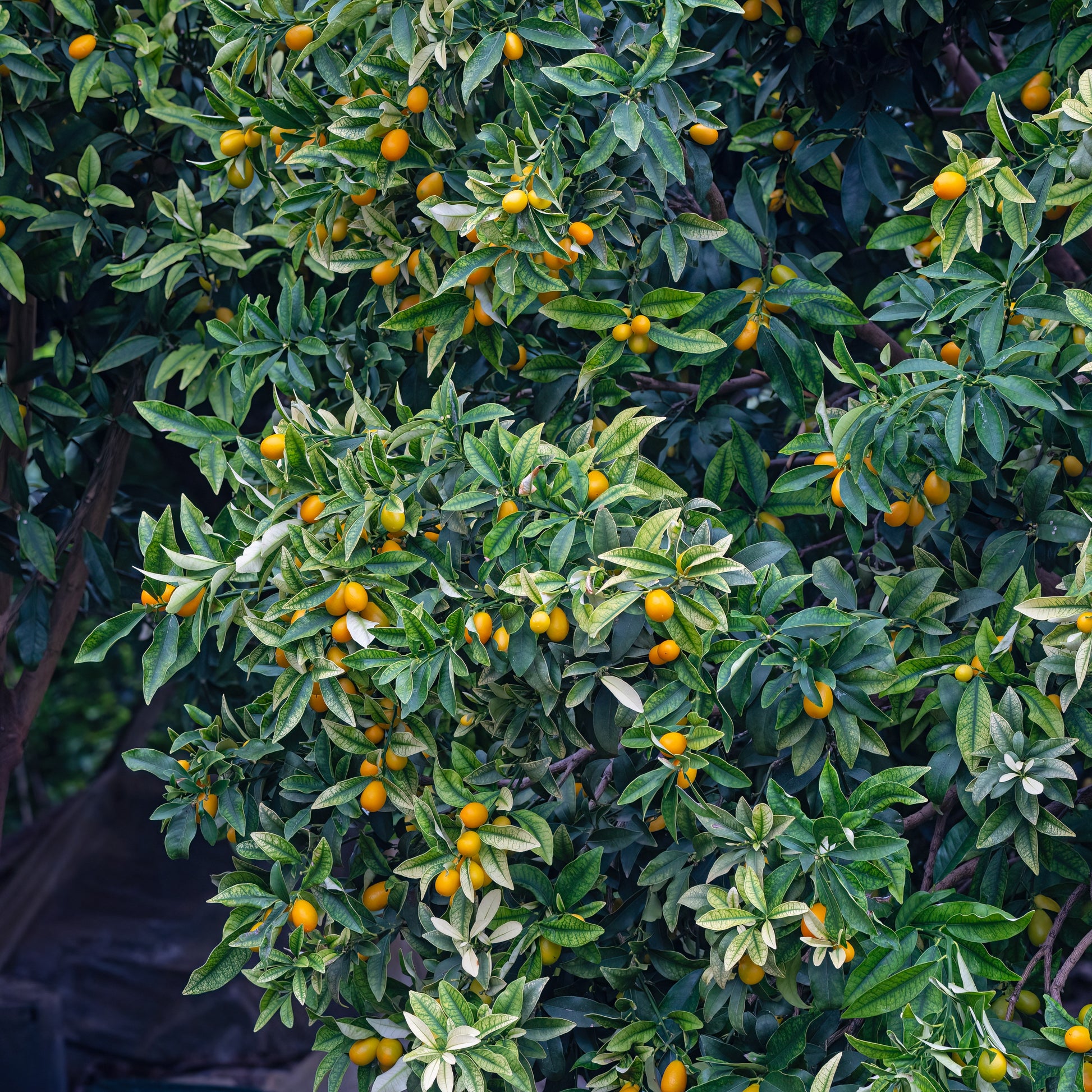 Bakker - Kumquat - Fortunella margarita
