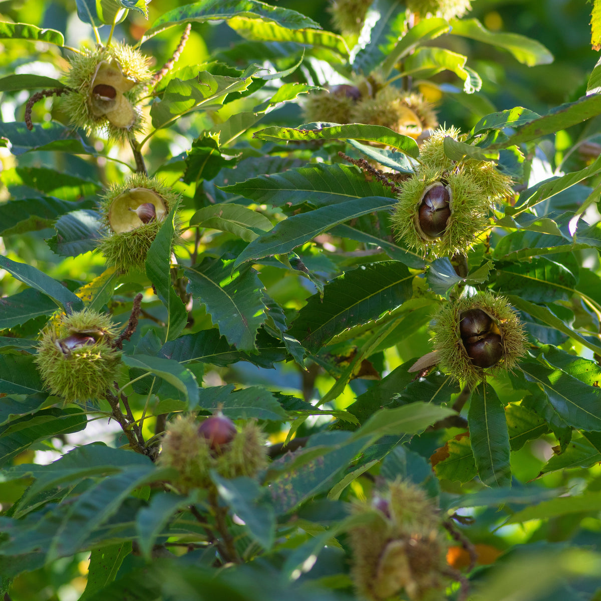 Chataignier commun - Castanea sativa - Bakker