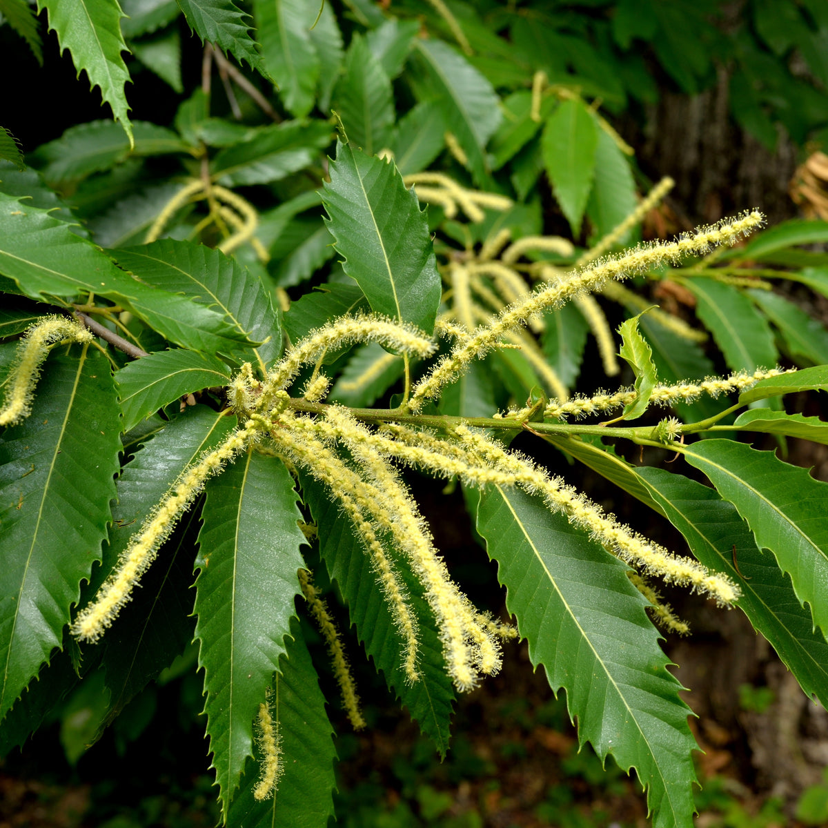 Châtaignier - Chataignier commun - Castanea sativa