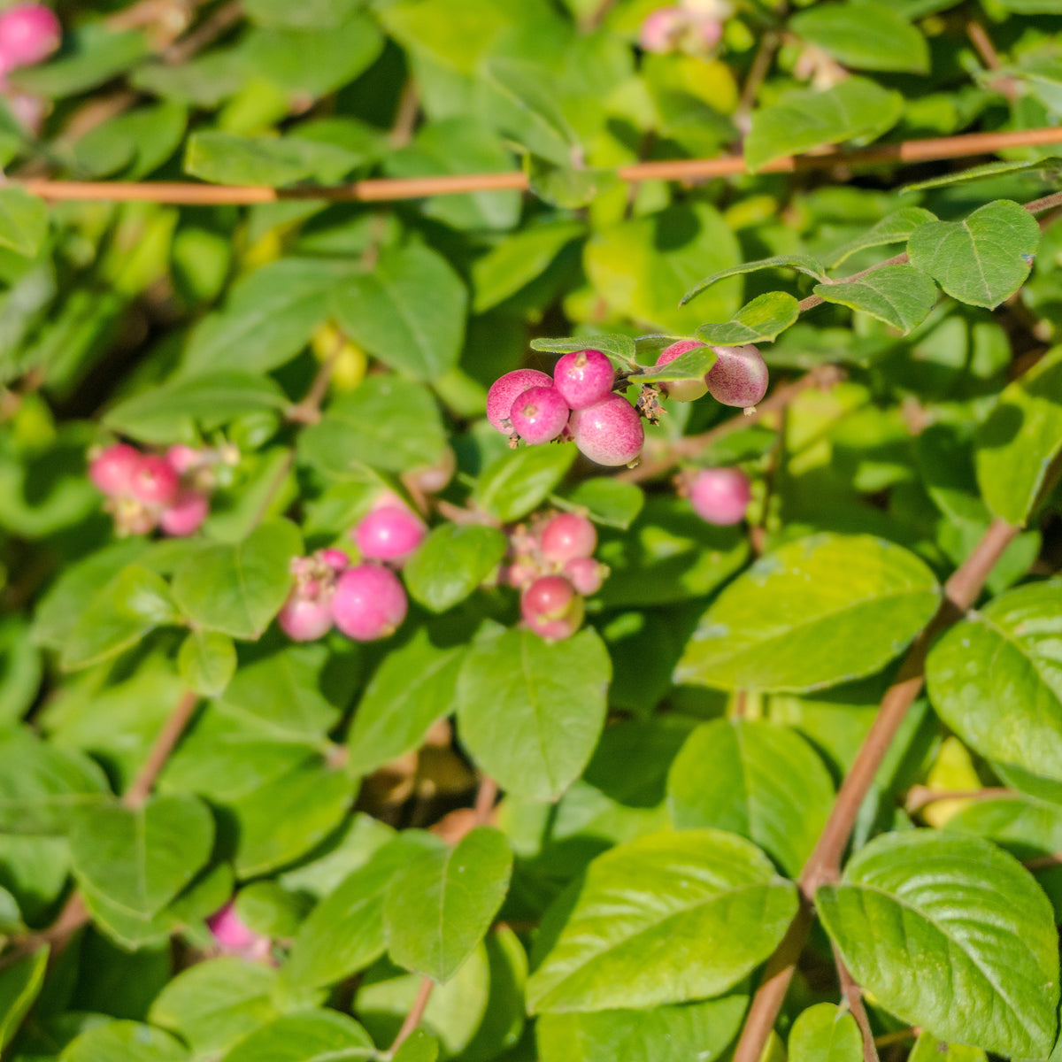 Symphorine Mother of Pearl - Symphoricarpos doorenbosii mother of pearl - Bakker