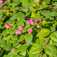 Vente Collection Haie aux oiseaux - Cotoneaster franchetii, Amelanchier lamarckii, Euonymus europaeus, Symphoricarpos doorenbosii
