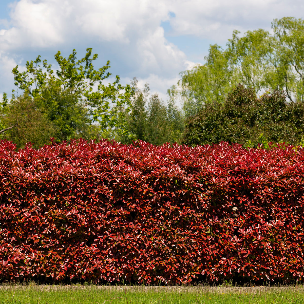Haie de 3 Photinias Red Robin - Bakker