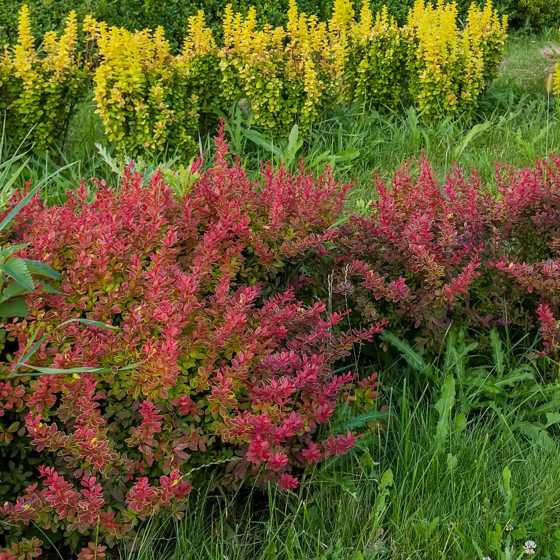 Haie de Berberis rouges - Bakker.com | France