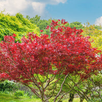 Érable du Japon - Érable du Japon pourpre - Acer palmatum Atropurpureum