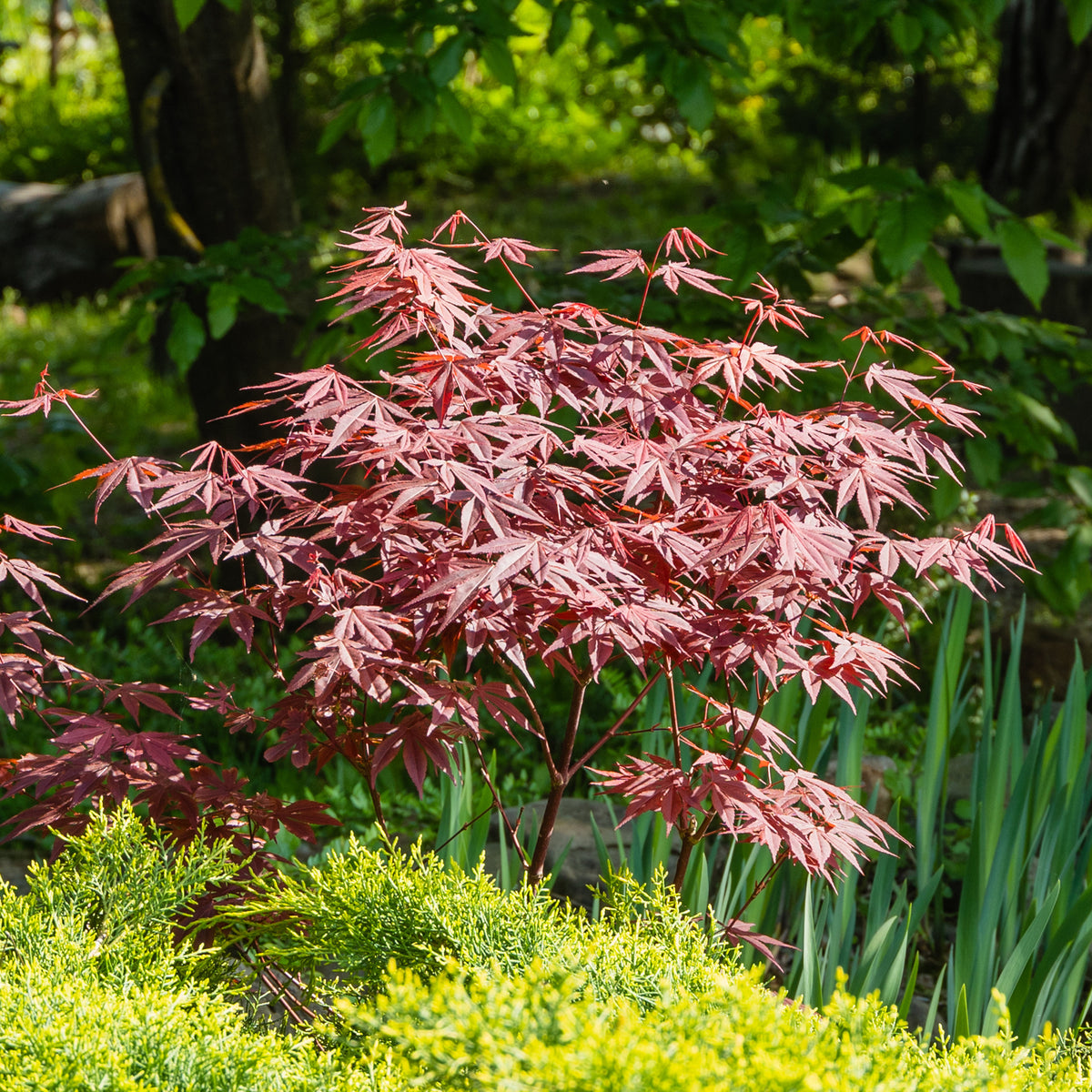 Vente Érable du Japon pourpre - Acer palmatum Atropurpureum