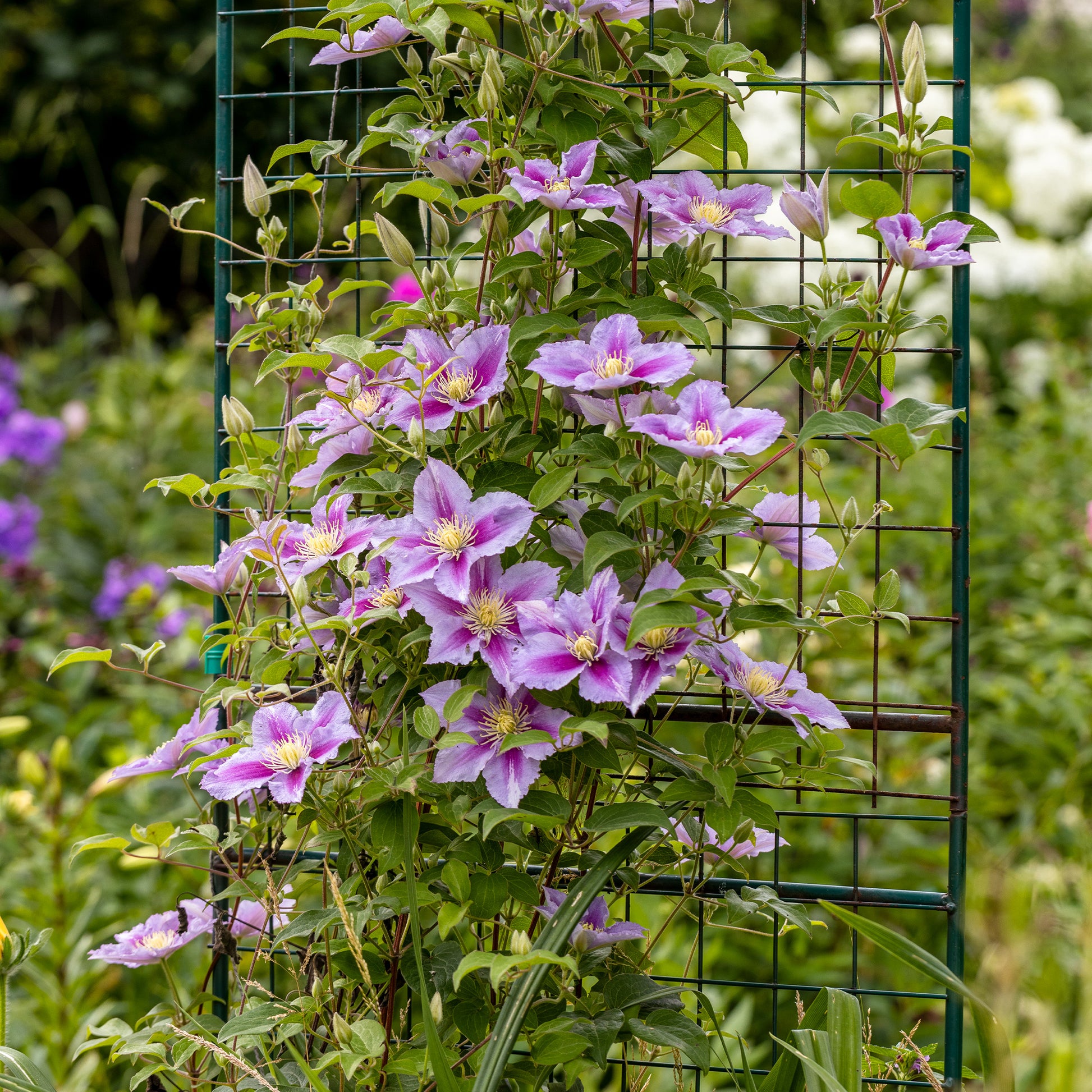 Clematis patens Piilu - Clématite 'Piilu' - Clématite