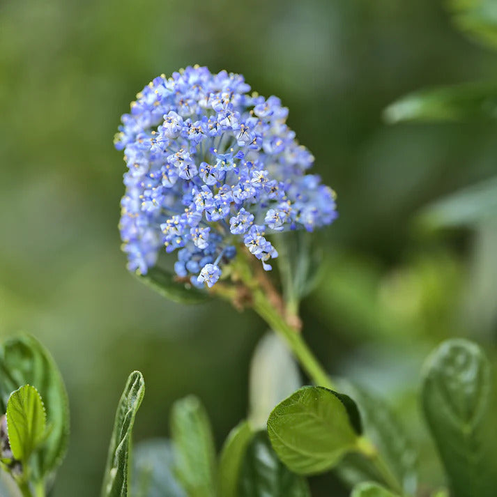 Collection de 2 Céanothes - Ceanothus impressus victoria, ceanothus x pallidus - Bakker