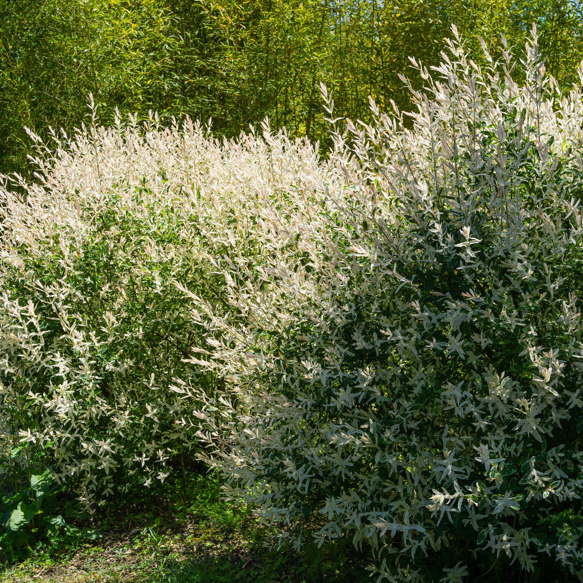 5 saules crevette - Haie de 3m linéaire - Salix integra Hakuro Nishiki - Bakker