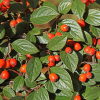 Collection Haie aux oiseaux - Cotoneaster franchetii, Amelanchier lamarckii, Euonymus europaeus, Symphoricarpos doorenbosii - Bakker
