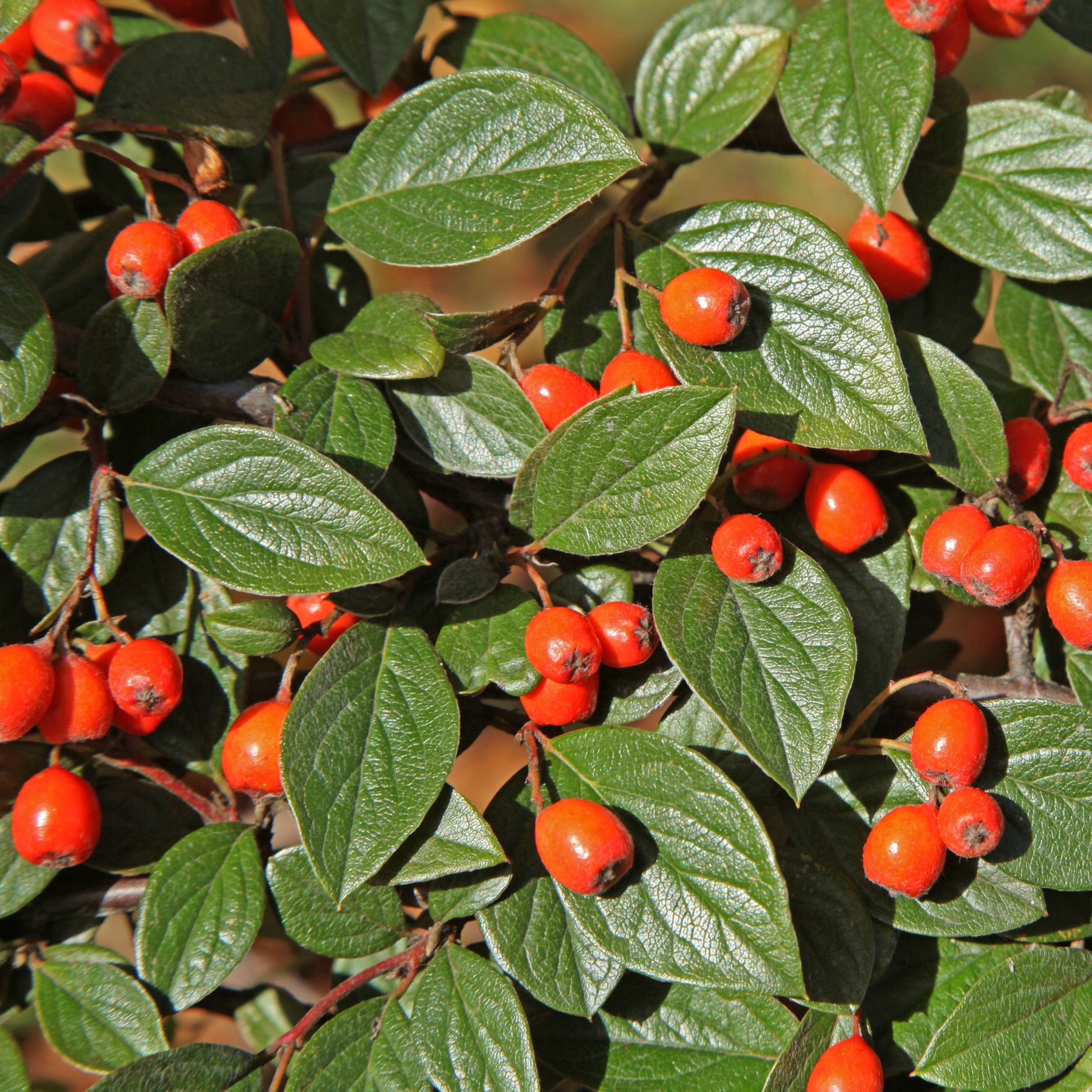 Collection Haie aux oiseaux - Cotoneaster franchetii, Amelanchier lamarckii, Euonymus europaeus, Symphoricarpos doorenbosii - Bakker