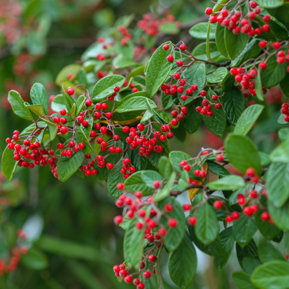 Cotoneaster lacteus - Cotoneaster Lacteus - Arbustes