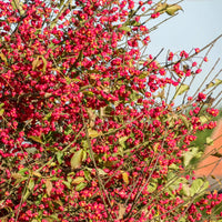Arbustes de haie - Collection Haie aux oiseaux - Cotoneaster franchetii, Amelanchier lamarckii, Euonymus europaeus, Symphoricarpos doorenbosii