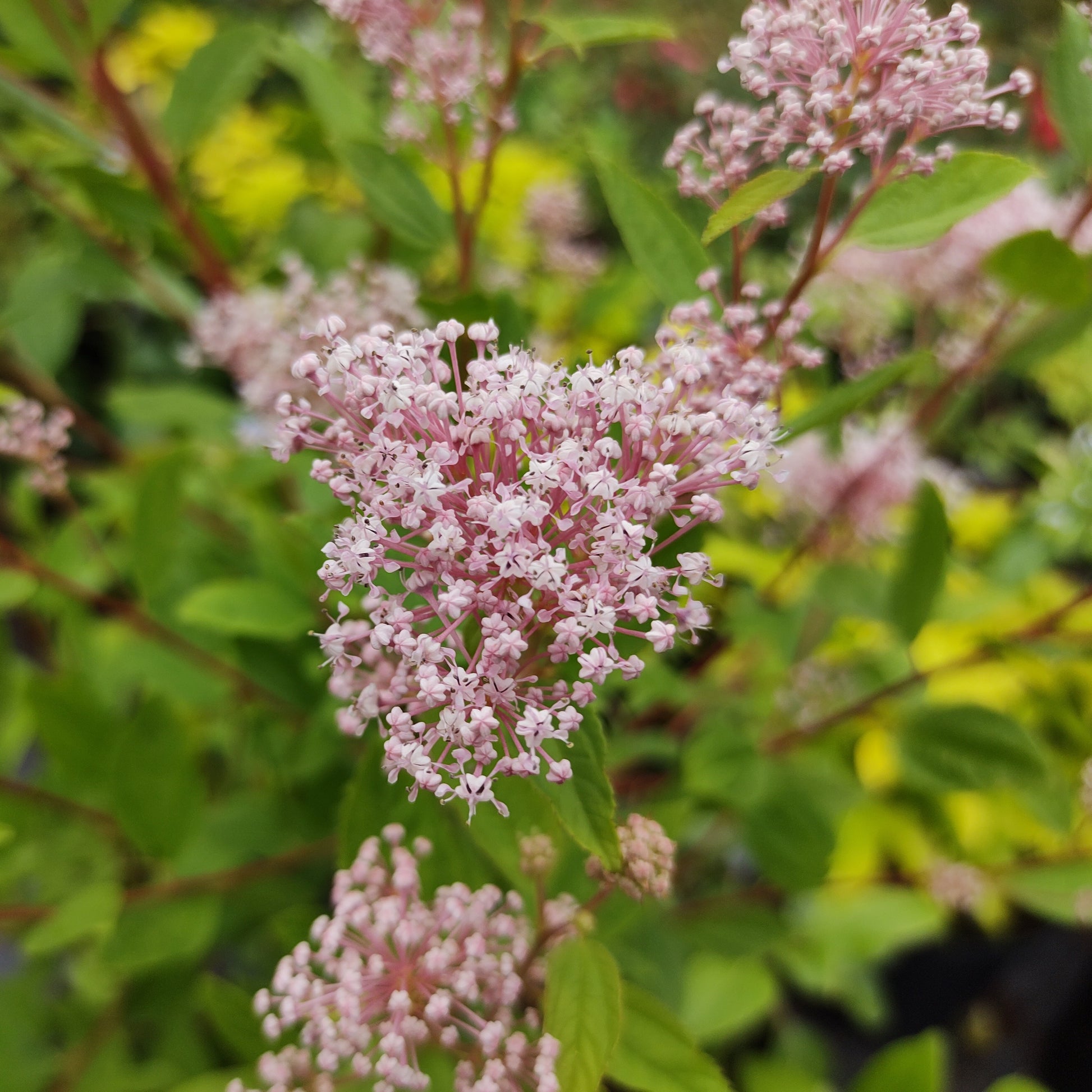 Arbustes fleuris - Collection de 2 Céanothes - Ceanothus impressus victoria, ceanothus x pallidus