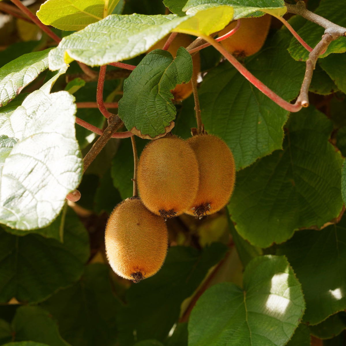 Kiwi autofertile 'Solissimo' - Actinidia deliciosa Solissimo ® Renact - Bakker