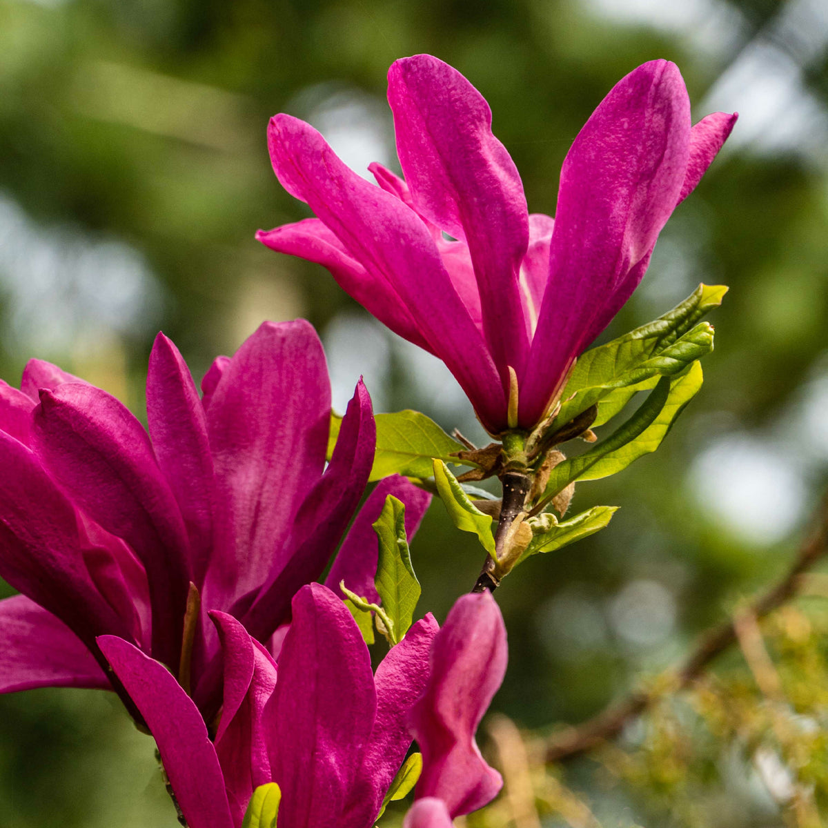 Magnolia - Magnolia Susan - Magnolia Susan