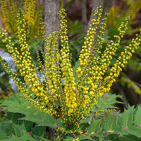 Mahonia Charity sur tige - Mahonia x media charity - Bakker