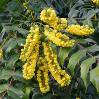 Mahonia x media charity - Mahonia Charity sur tige - Plantes à feuillage persistant