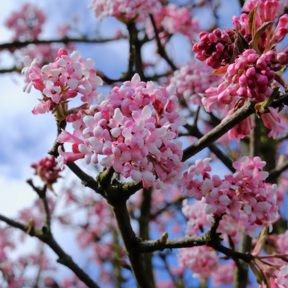 Viburnum opulus Roseum, Viburnum x bodnantense Dawn, Weigelia Bristol Ruby, Philadelphus virginal, Forsythia spectabilis, Tamarix ramosissima - Collection Haie des quatre saisons - 6 arbustes - Arbustes de haie